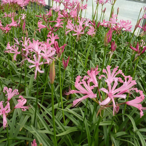 Nerine bowdenii nérine de - -,